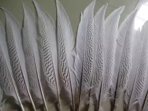 Beautiful 25-30 CM 50 pcs Silver Pheasant Tail Feathers Wedding Decorations lady amherst white silve