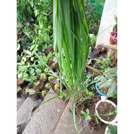 ♞,♘,♙Available live Citronella grass ship out with out leaves