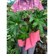 Pokok asam batu (begonia)