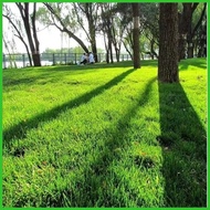 ▥ ℓ ℉ ✚ BERMUDA GRASS SEEDS (300 seeds) - Green Grass Seeds for Planting Gardening