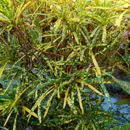 Pokok bunga puding kuning