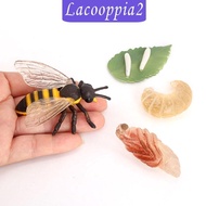 [Lacooppia2] Bee Animal Life Cycle Animal Growth Cycle Set Teaching Tools Realistic
