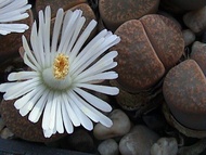 15 เมล็ด ไลทอป กระบองเพชร ไม้อวบน้ำ กุหลาบหิน แคคตัส Living Stones Lithops Castus สายพันธุ์ lesliei v Albiflora