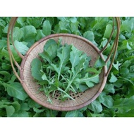 Arugula/ Rocket seeds 500pcs Fr SG