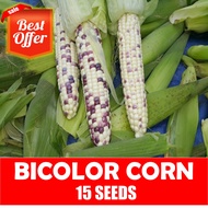 Bi-color Corn Seeds - Hybrid Sugar Waxy Corn