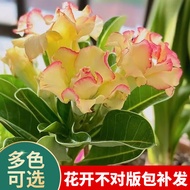 Linya Desert Rose Potted Plant with Double Petals and Buds Old Pile Flowers and Green Plants with Super Long Flowering P