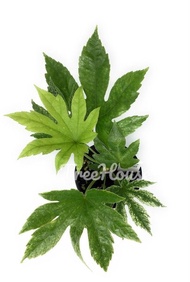 ใยแมงมุมญี่ปุ่นด่าง (Fatsia japonica spiders web variegated japanese aralia) กระถาง 4 นิ้ว