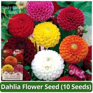 【100% Original】High Quality Rare Dahlia Flower Plant Seeds (10 Seeds)  Dahlia Besar 混色大丽花籽 Bonsai Fl