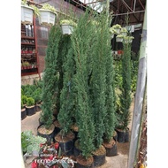 ITALIAN PINUS ITALIAN PINUS