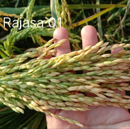 bibit benih padi rajasa 01 5kg