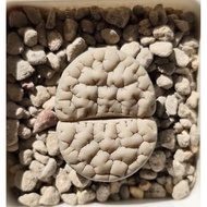 Lithops Gracilidelineata c189 母本优选荒玉/石头玉/屁屁生石花/多肉植物 🇲🇾 ReadyStock