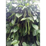 Anak pokok lada hitam thailand