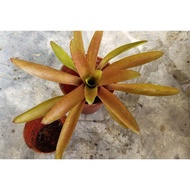 BROMELIAD FOR SALE...