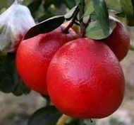 jeruk Red pamelo super