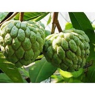 Pokok Nona Buah Hijau Hybrid thai