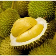 D24榴莲树苗 🌱Anak Pokok Durian D24 Cepat Berbuah💯