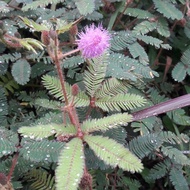 Fresh Mimosa leaves 500 grams BK