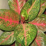 aglaonema tiara