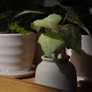 流紋綠彩葉芋 小盆栽