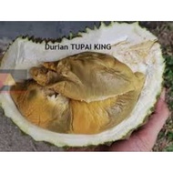 Pokok Durian Tupai King...