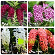 Anggrek Vanda Rhynchostylis gigantea