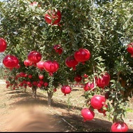 tanaman buah delima merah / pohon delima merah