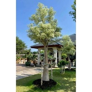 Baobab tree or adansonia species rare varigated leaf import plant