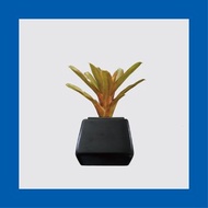 │ 方盆系列 │ 積水鳳梨 - 水耕盆栽 陶瓷盆器 風水招財