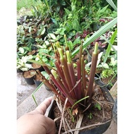 HOME  AND  LIVING✘Available live plants for sale (Citronella ship out with out leaves)