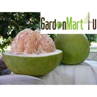 <GardenMart4U> Pomelo Fruit Tree Live Plant Anak Pokok Buah Limau Bali 柚子