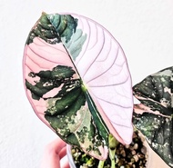 Bibit Bonggol Alocasia Nebula Variegata / Alokasia Nebula Var