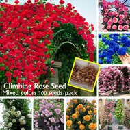 Good Quality 100seeds Climbing Rose Flower Seeds for Planting Flowers Potted Flowering Rose Plants Seeds Gardening Climbing Plants Balcony Ornamental Plants Real Plants Live Plants for Sale Fast Growing Flowers Seeds Vegetable Seeds Home Garden Decor