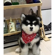 Alaska Puppies Home Raising Big Skeleton Alaska