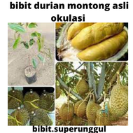Bibit Durian Montong Pohon Pendek Berbuah Bibit Durian Montong Cangkok Bibit Durian Montong Thailand