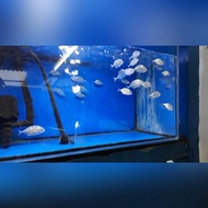 ikan giant travelly ( sudah air tawar ) ikan kue