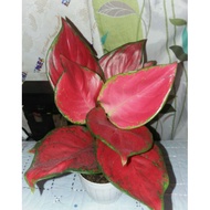 Factory direct sales Aglaonema Rich Red, Red Beauty, Super Red, Silver frost  Calathea Importlocal  home  garden decor