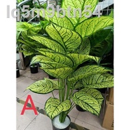 ⚯【Readystok】﹍✌▲Pokok Keladi Hiasan Tiruan/ Pokok hiasan Dalam Rumah/ Pokok Keladi Viral/ Pokok Keladi plastik [80cm]