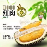 D101 Durian - 400g Freshly Frozen Vacuum Pack