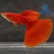 Albino Full Red