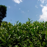 < Ding Style Tea | Dingstea > Alishan Oolong 〔 2025 Winter 〕