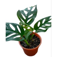 Monstera Adansonii | Pokok Hiasan Hidup