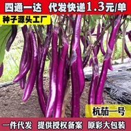 现货杭茄一号茄子种子特长杭茄种子紫红长茄线茄早熟春秋蔬菜种子Hangzhou eggplant No.1 eggplant seed specialty Hangzhou eggplant seed 