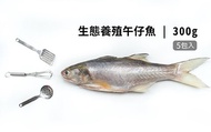 【飼好漁 生態養殖午仔魚300g 五包組】用好飼料好環境養好魚