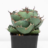 龍舌蘭鱟聖劍嚴龍送白鯨側芽 Agave Titanota 多肉植物