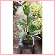 【Hot】 Multibranch Ficus Benghalensis Audrey