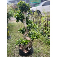 POKOK BONSAI S Bonsai Ficus Microcarpa
