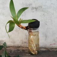 SALE kelapa kuning minion - kelapa kuning bonsai - bibit kelapa minion