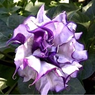 Tanaman hias adenium bunga ungu bonggol besar bahan bonsai kamboja