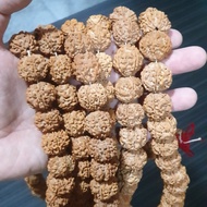 Rudraksha 5 mukhi asli 100% nepal ukuran 18 21 mm
