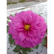 🔥🔥Dahlia Kampung No.06🔥🔥